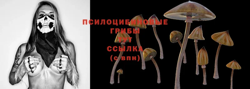 Галлюциногенные грибы Psilocybe  где можно купить   Горячий Ключ 